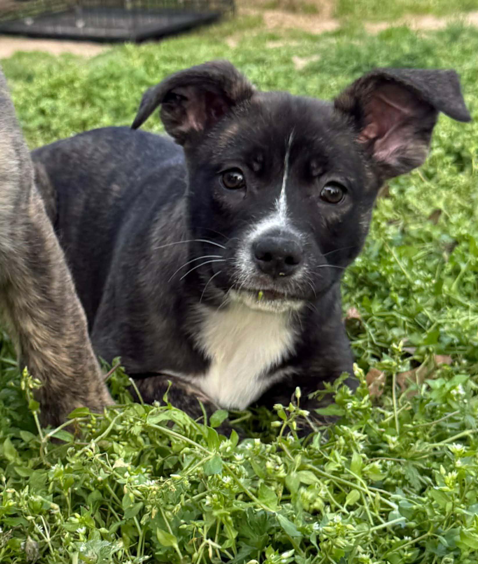 Enlarge Flower, a ADOPTABLE Mixed Breed in Northwood, NH image 1/2