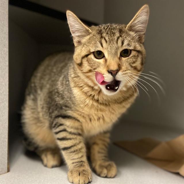 THEODORE, Adoptable, Young Male Domestic Short Hair.