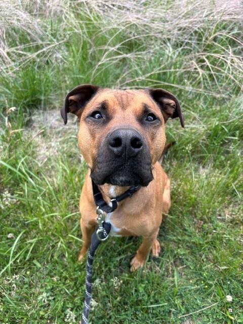 SCRAPPY, Adoptable, Adult Male Boxer & Mixed Breed.