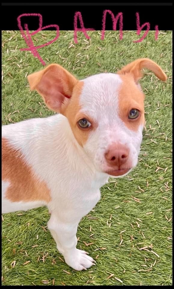 Bambi, a Adopted mixed breed in Glendale, AZ image 1/3