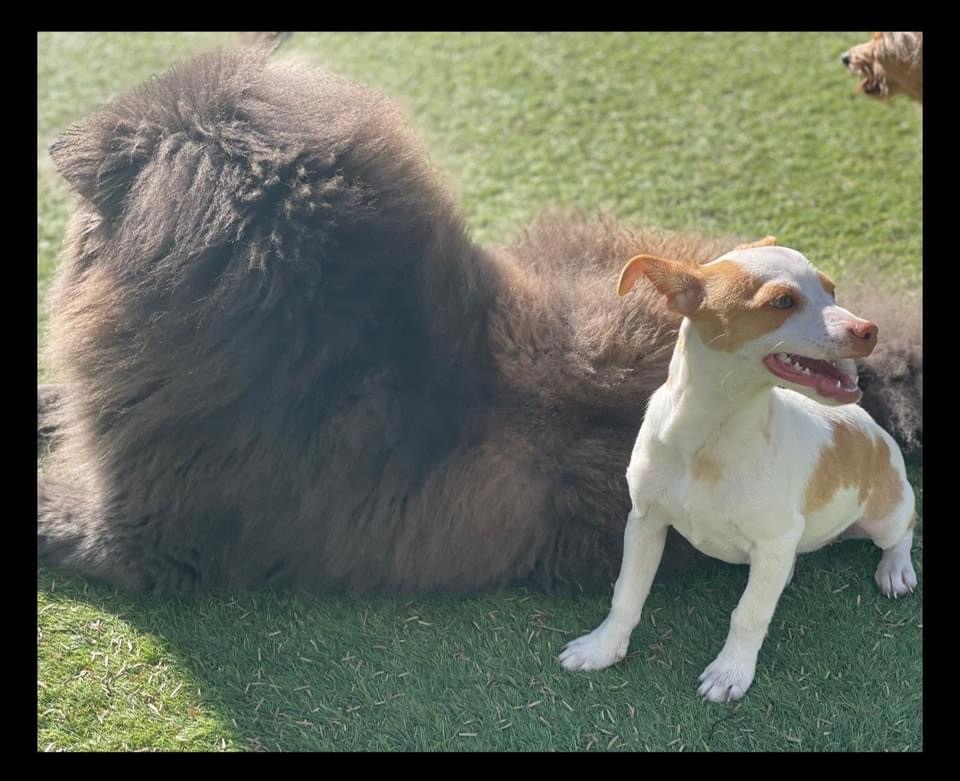 Bambi, a Adopted mixed breed in Glendale, AZ image 2/3