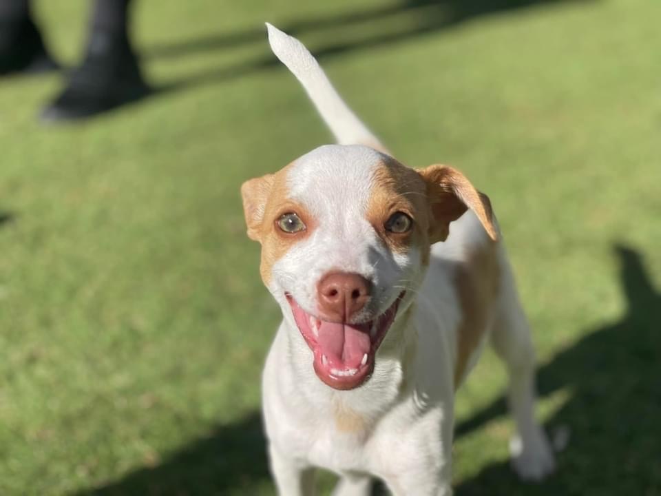 Bambi, a Adopted mixed breed in Glendale, AZ image 3/3