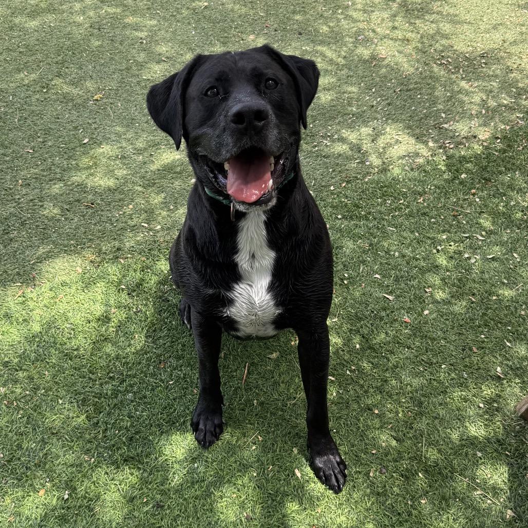 Rueben, Adoptable, Adult Male Labrador Retriever & American Bulldog.