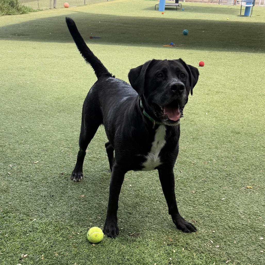 Enlarge Rueben, a Adoptable mixed breed in Henderson, NV image 2/6