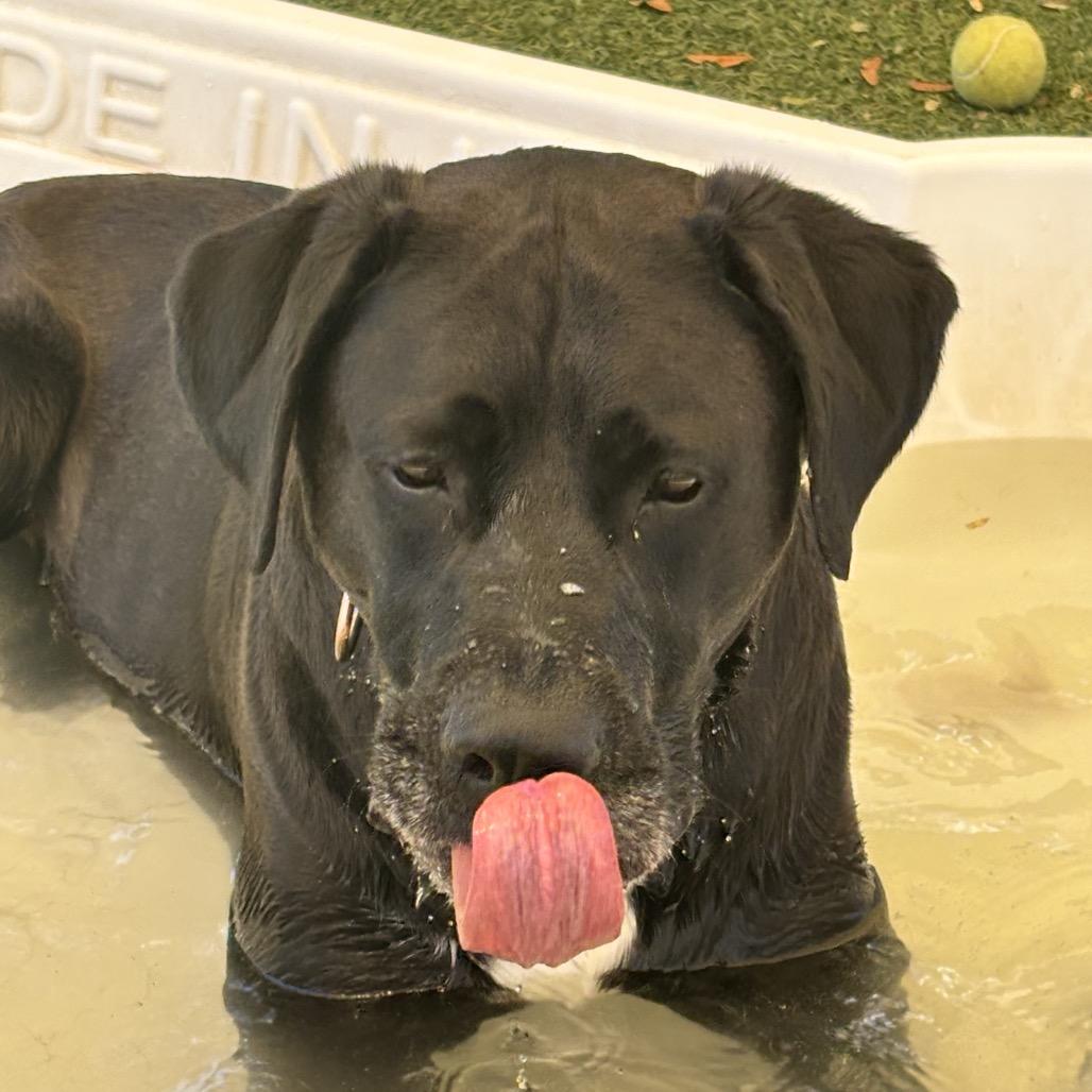 Enlarge Rueben, a Adoptable mixed breed in Henderson, NV image 3/6