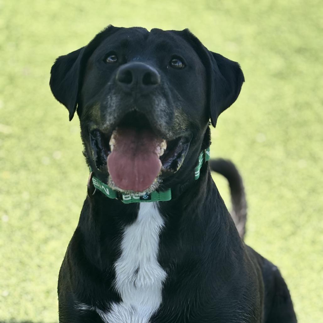 Enlarge Rueben, a Adoptable mixed breed in Henderson, NV image 4/6