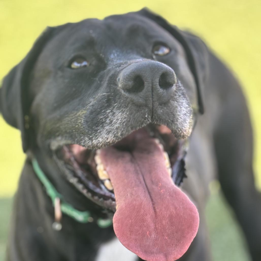 Enlarge Rueben, a Adoptable mixed breed in Henderson, NV image 5/6