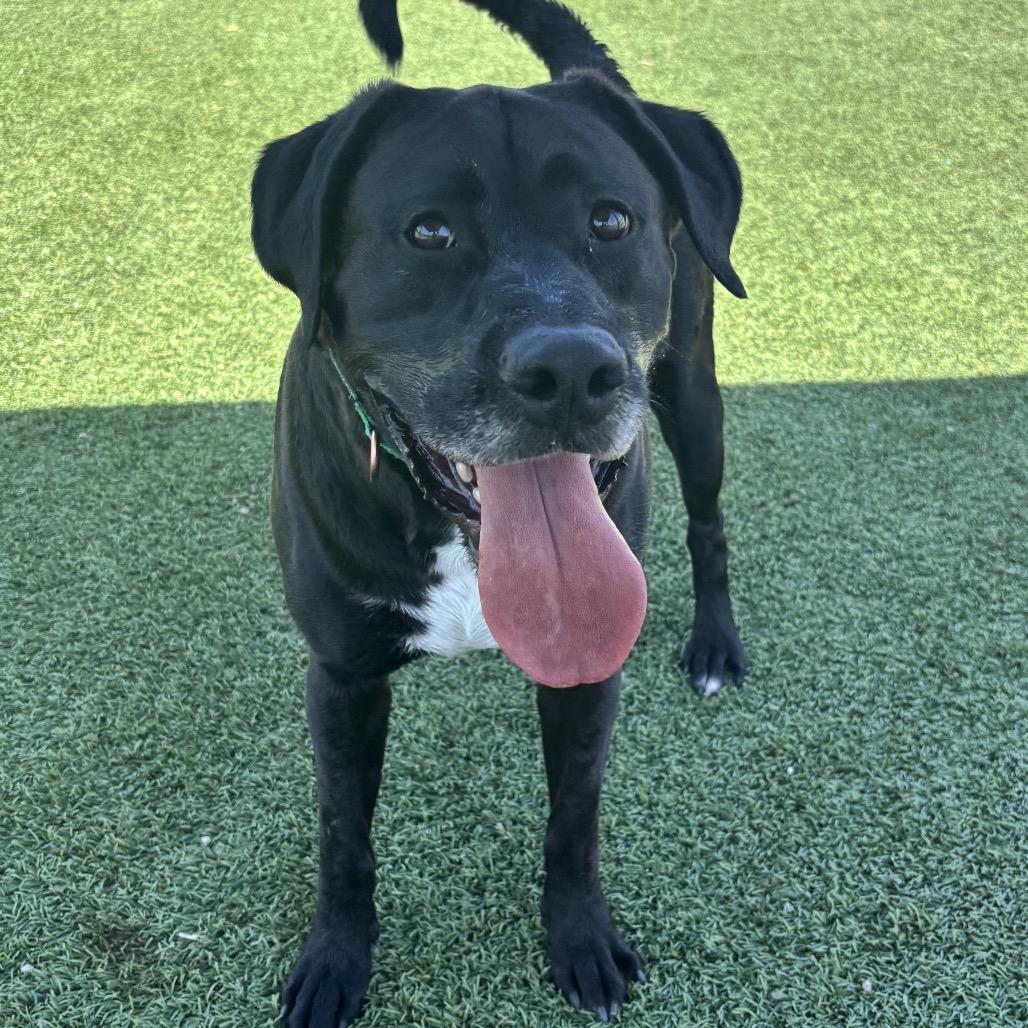 Enlarge Rueben, a Adoptable mixed breed in Henderson, NV image 6/6