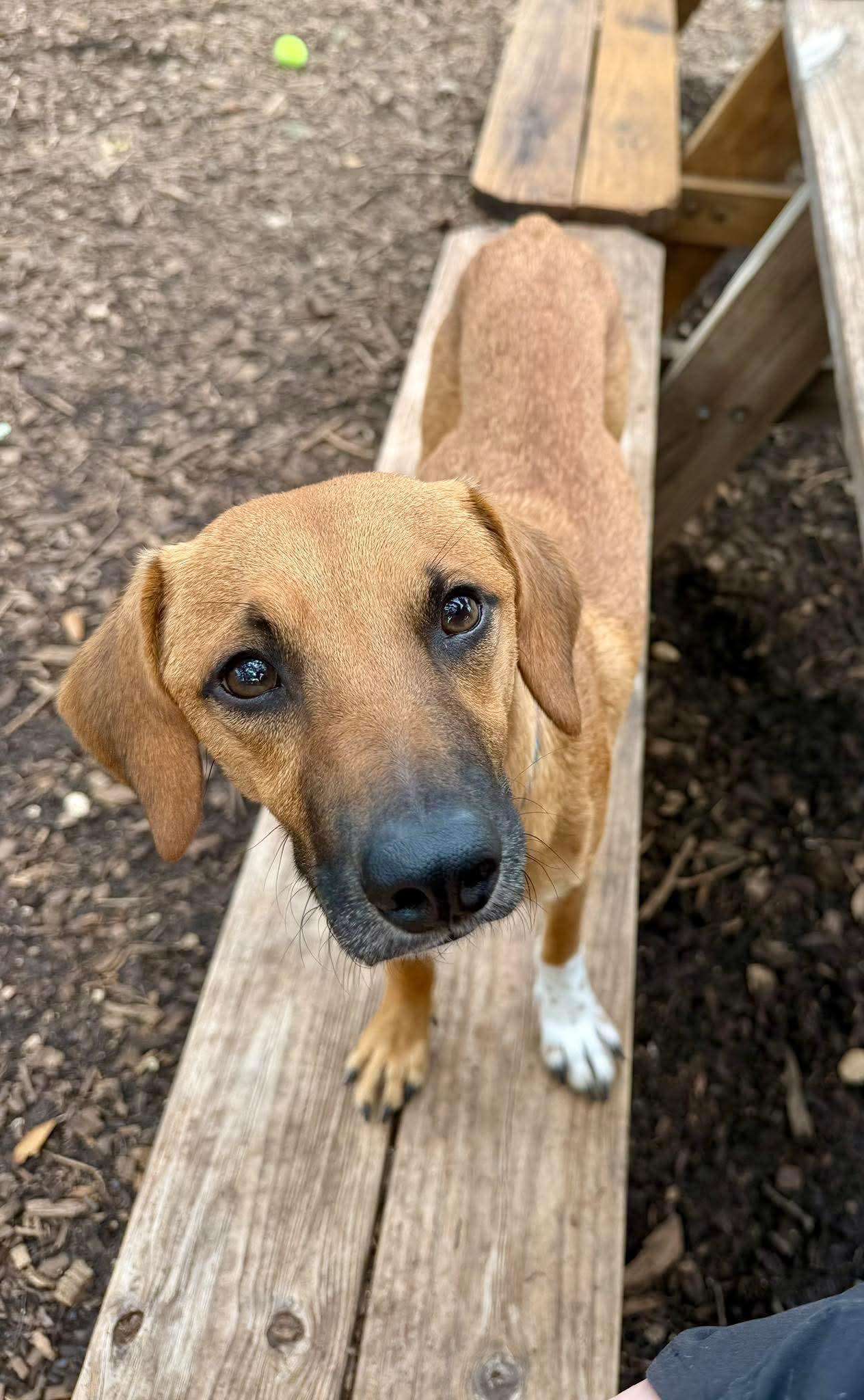 Enlarge Lucas, a Adopted mixed breed in Austin, TX image 5/6