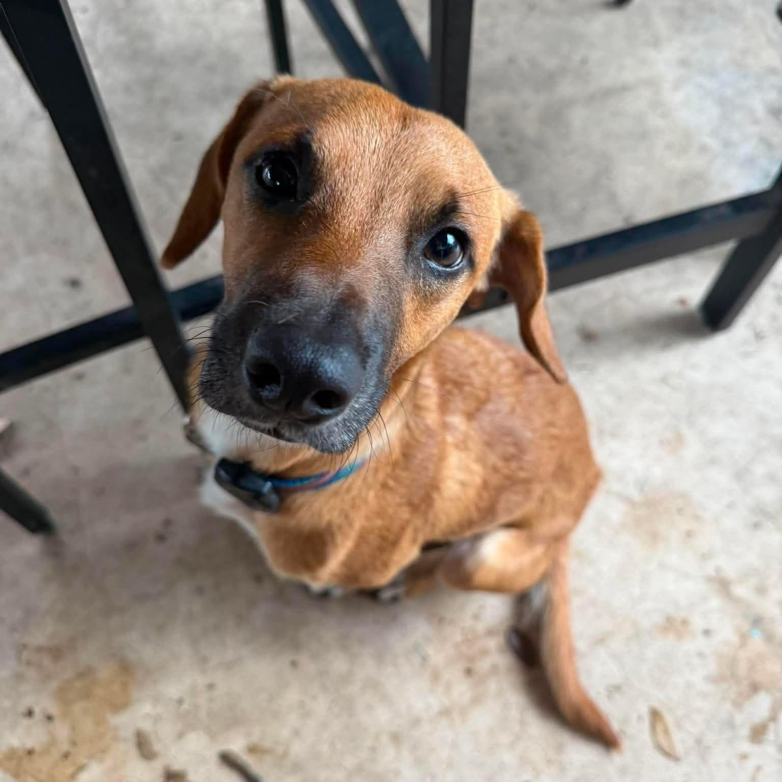 Enlarge Lucas, a Adopted mixed breed in Austin, TX image 4/6