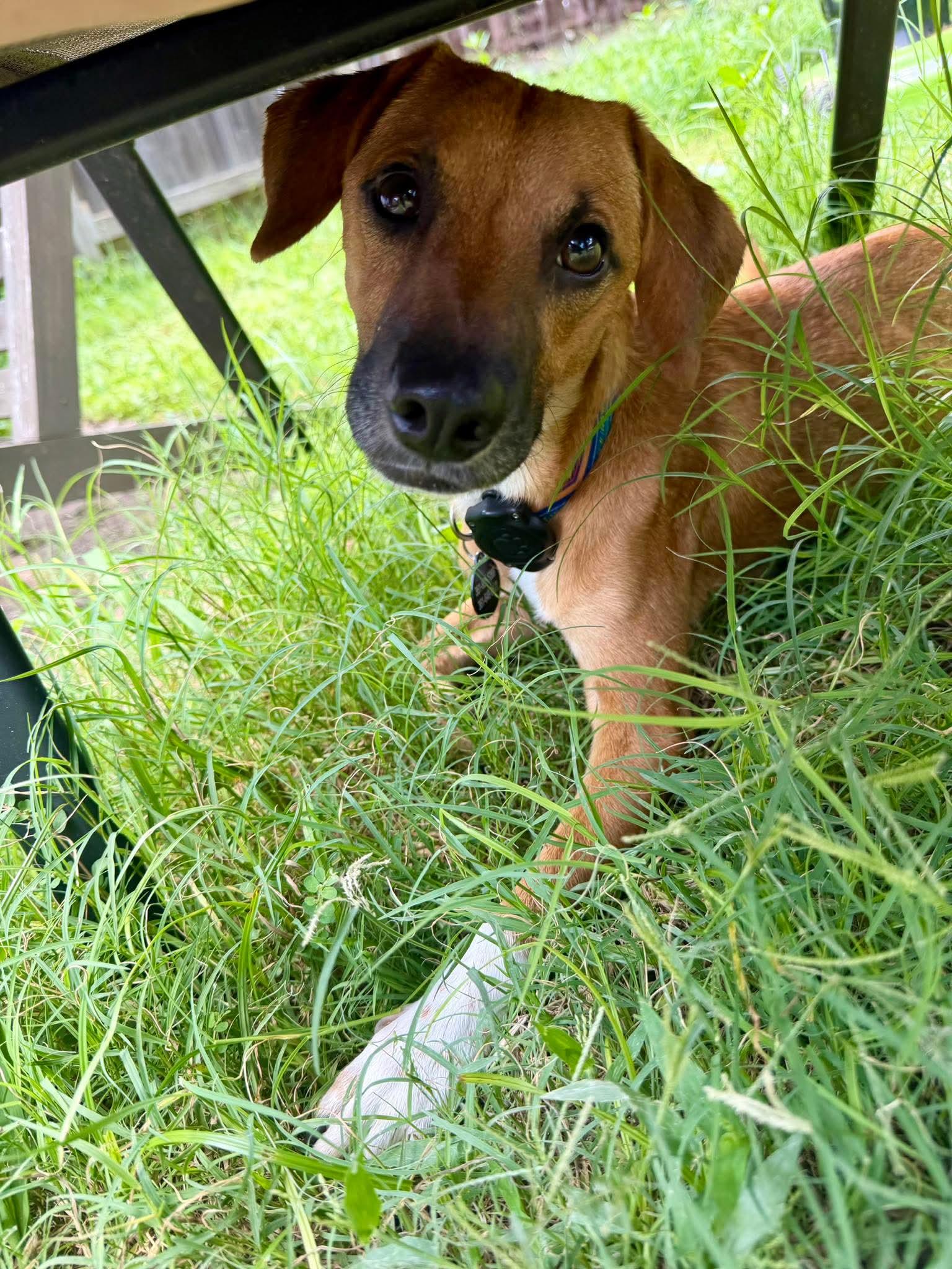 Enlarge Lucas, a Adopted mixed breed in Austin, TX image 2/6