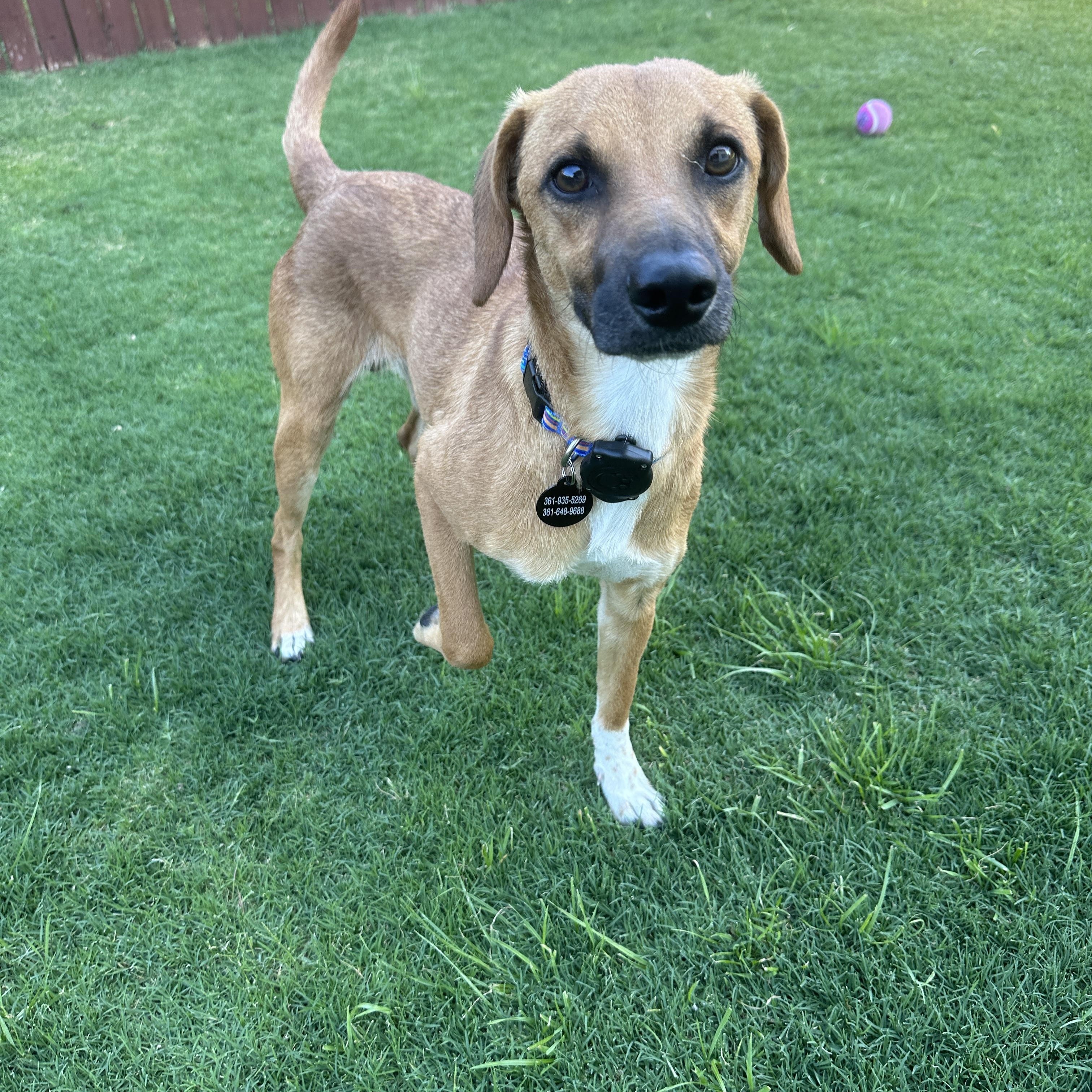 Enlarge Lucas, a Adopted mixed breed in Austin, TX image 3/6