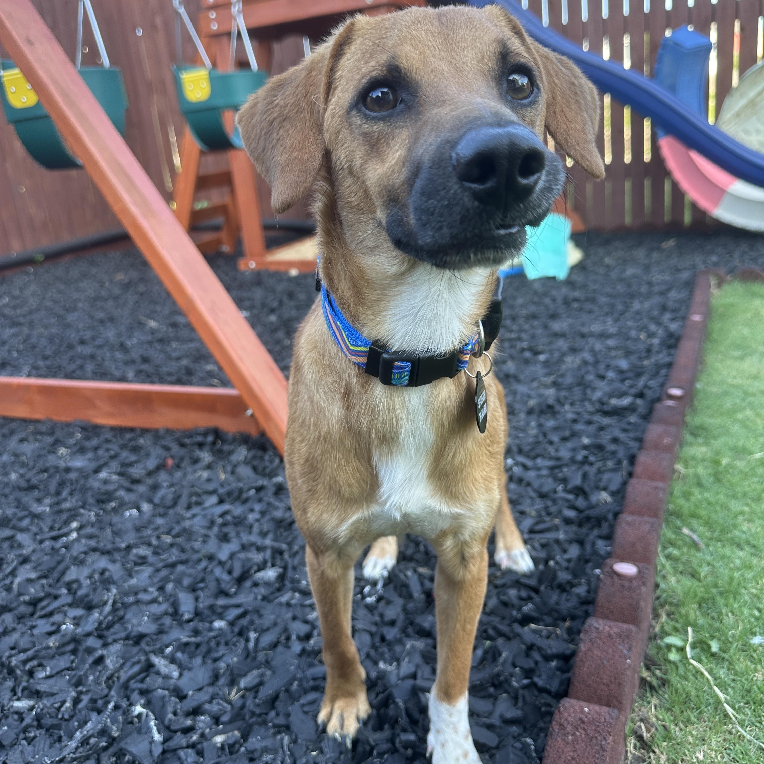 Enlarge Lucas, a Adopted mixed breed in Austin, TX image 6/6