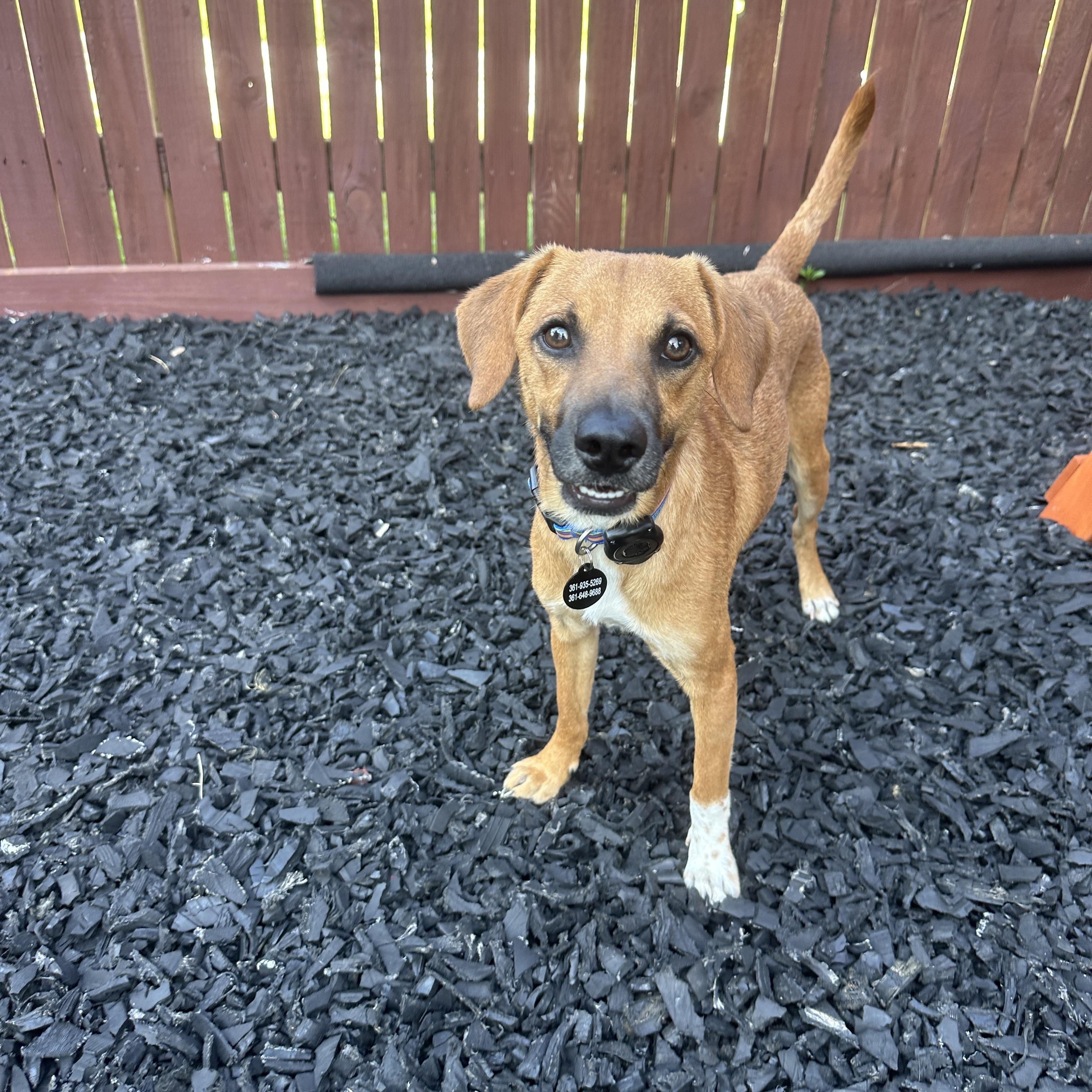 Lucas, Adopted, Young Male Terrier.