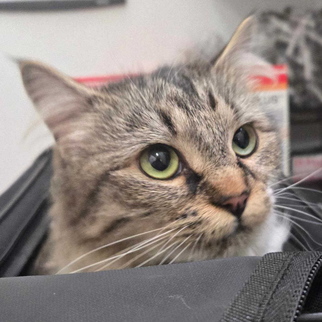 Enlarge Tulip, a ADOPTABLE Domestic Short Hair in Nampa, ID image 1/1