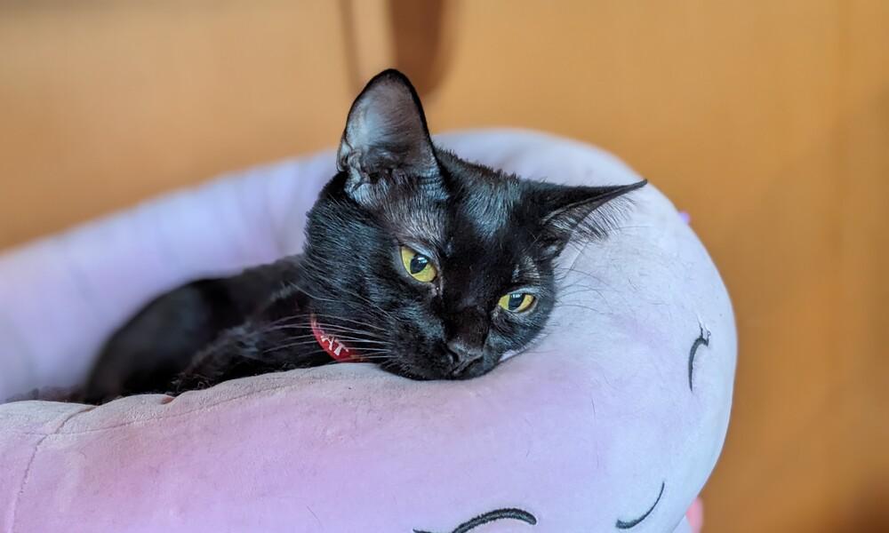 Momma Penelope, Adoptable, Adult Female Domestic Short Hair.