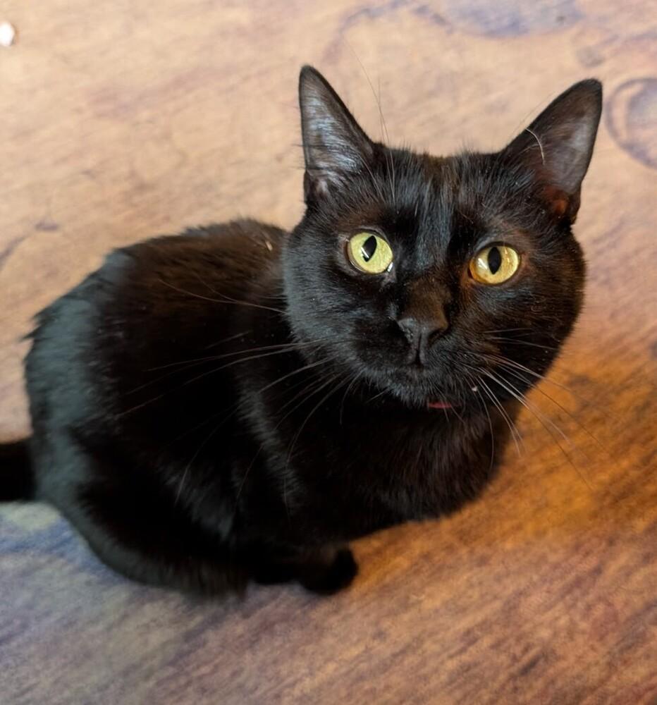 Enlarge Momma Penelope, a Adoptable Domestic Short Hair in Statesville, NC image 2/2