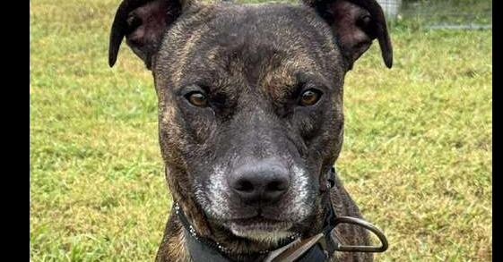 Boudreaux, Adoptable, Adult Male Mixed Breed.