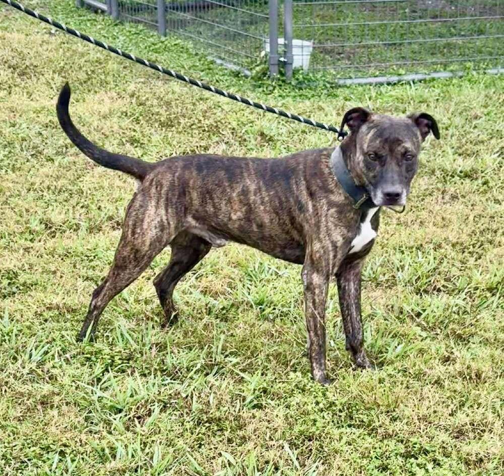 Enlarge Boudreaux, a Adoptable mixed breed in Scott, LA image 3/5
