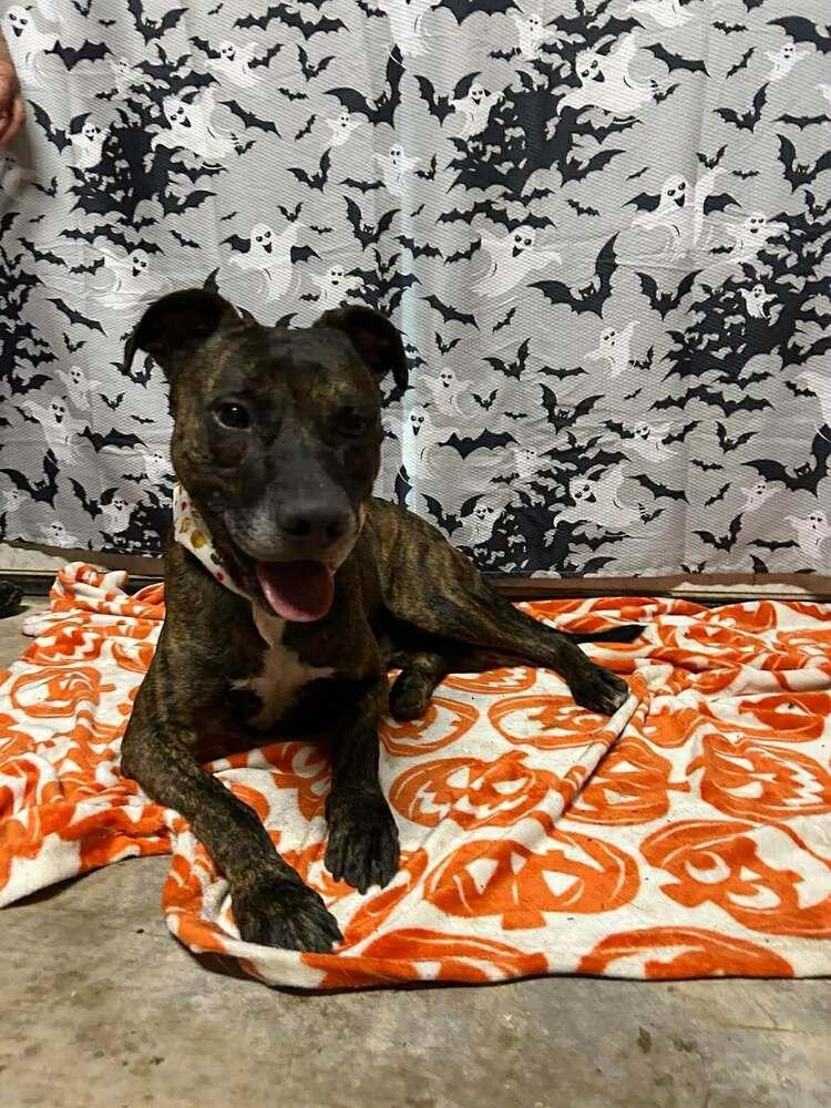 Enlarge Boudreaux, a Adoptable mixed breed in Scott, LA image 5/5