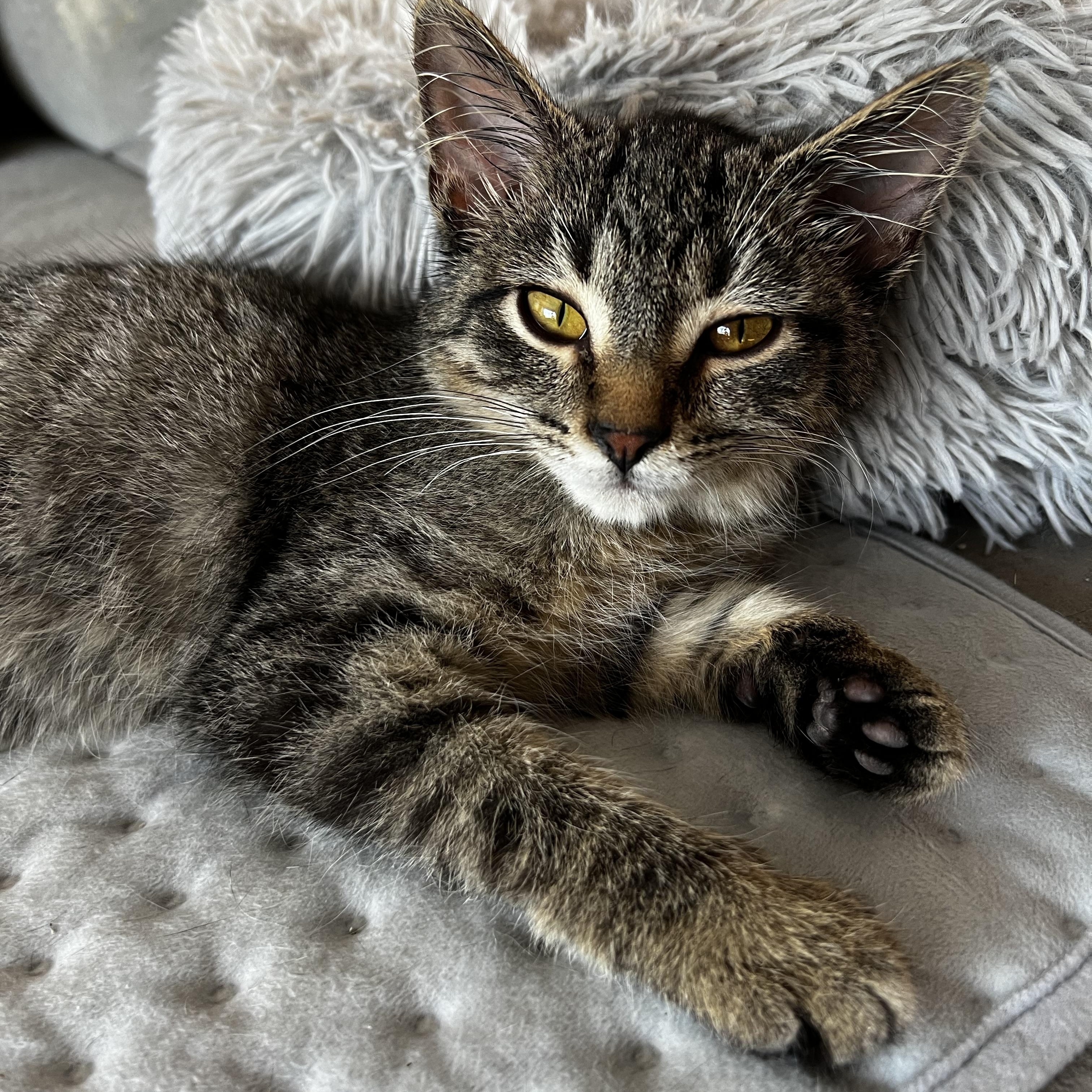 Leonard, ADOPTABLE, Kitten Male Domestic Short Hair.