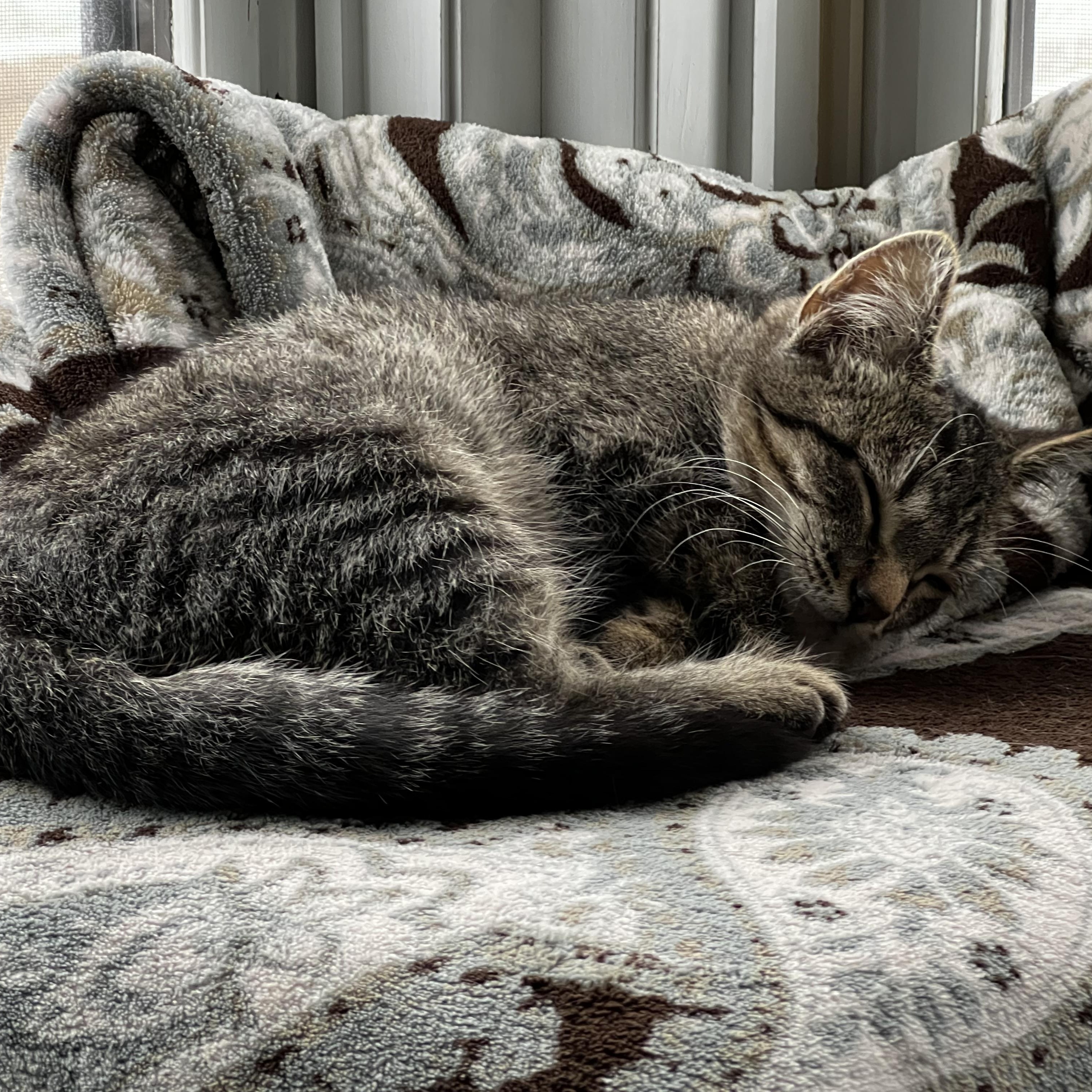 Enlarge Leonard, a ADOPTABLE Domestic Short Hair in Watertown, WI image 2/4