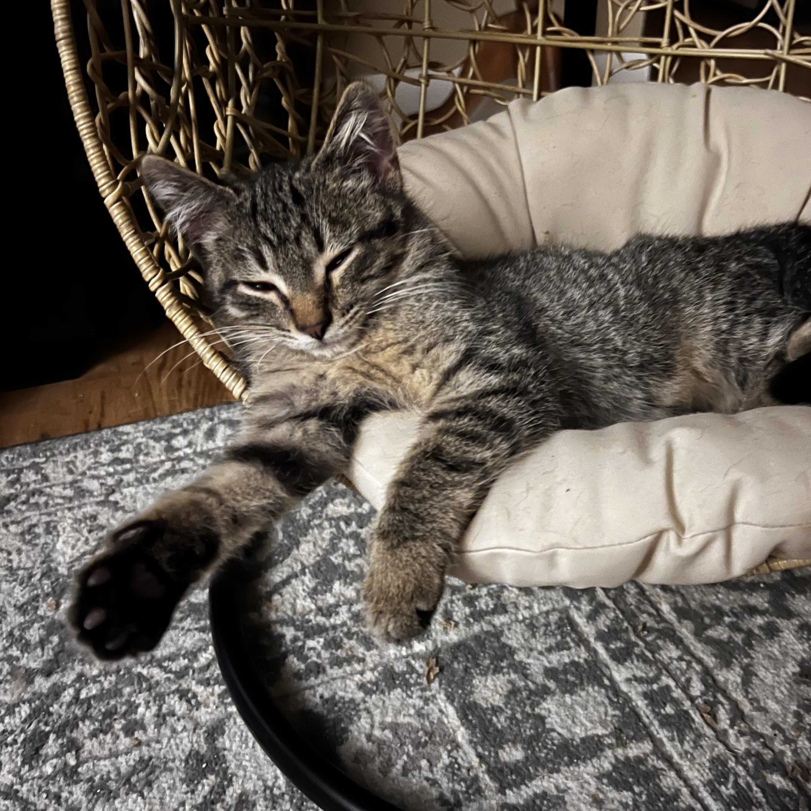 Enlarge Leonard, a ADOPTABLE Domestic Short Hair in Watertown, WI image 3/4