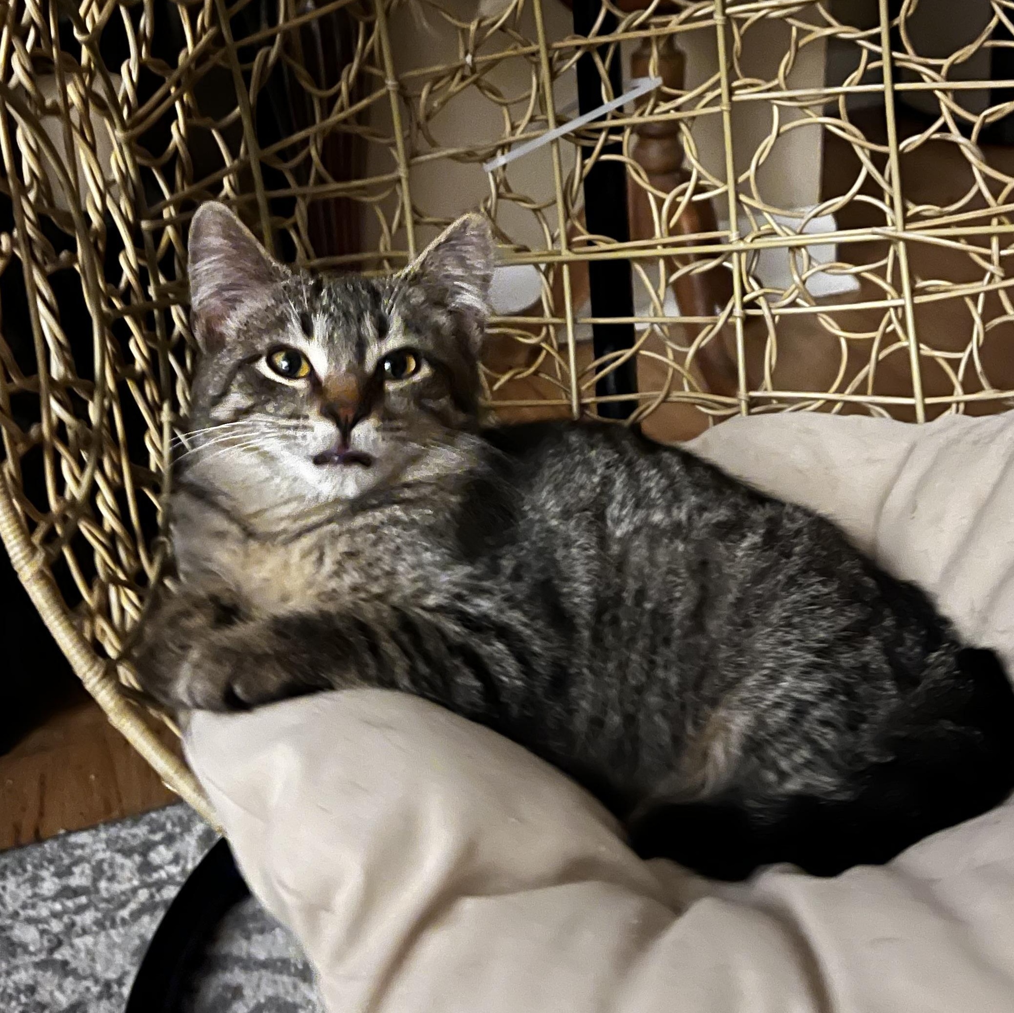 Enlarge Leonard, a ADOPTABLE Domestic Short Hair in Watertown, WI image 4/4