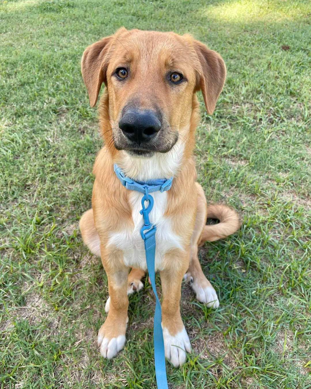 D.O.G., Adopted, Young Male Anatolian Shepherd.