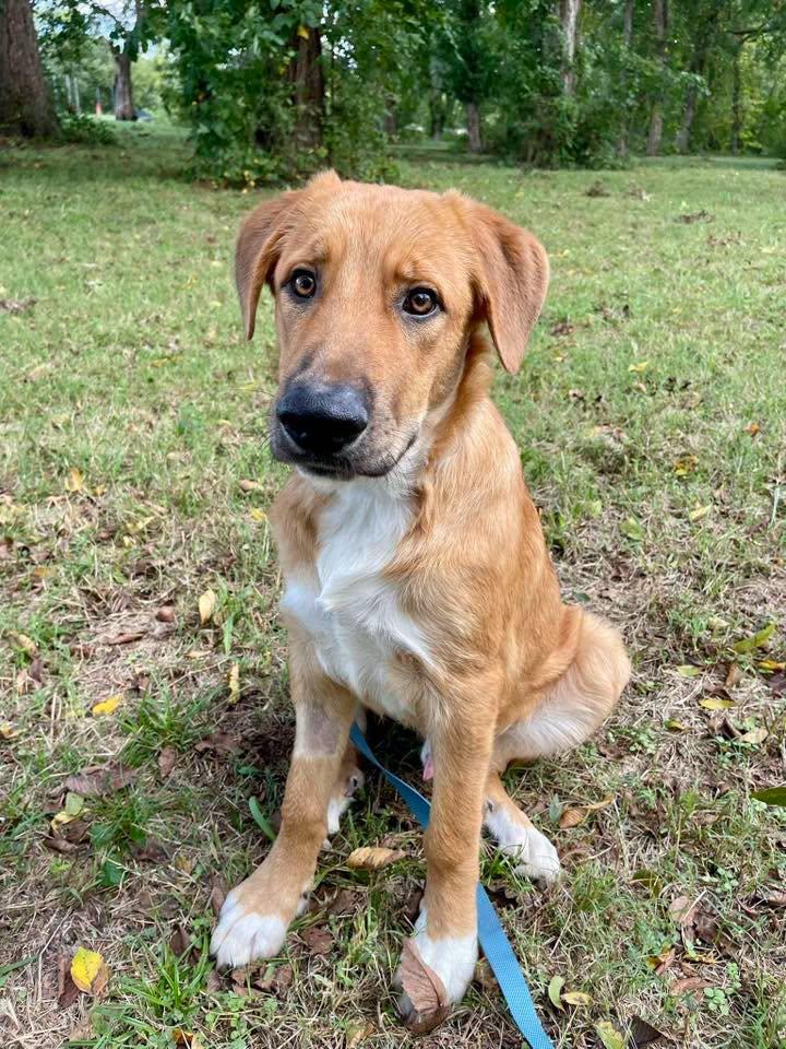 Enlarge D.O.G., a Adopted mixed breed in Stillwater, OK image 2/2