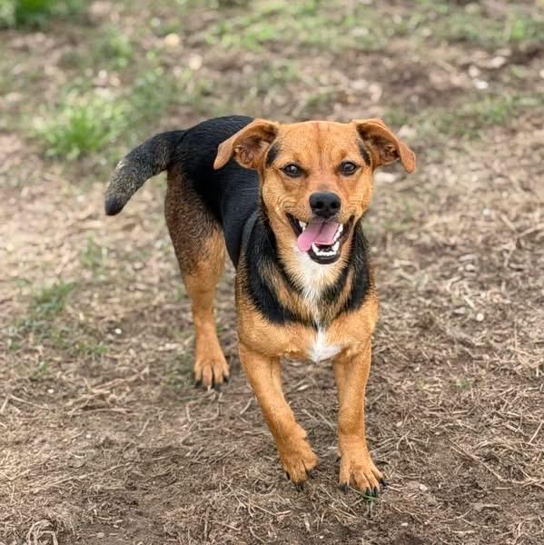 Enlarge Emmett and emmi, a ADOPTABLE Chiweenie in Lutz, FL image 4/4
