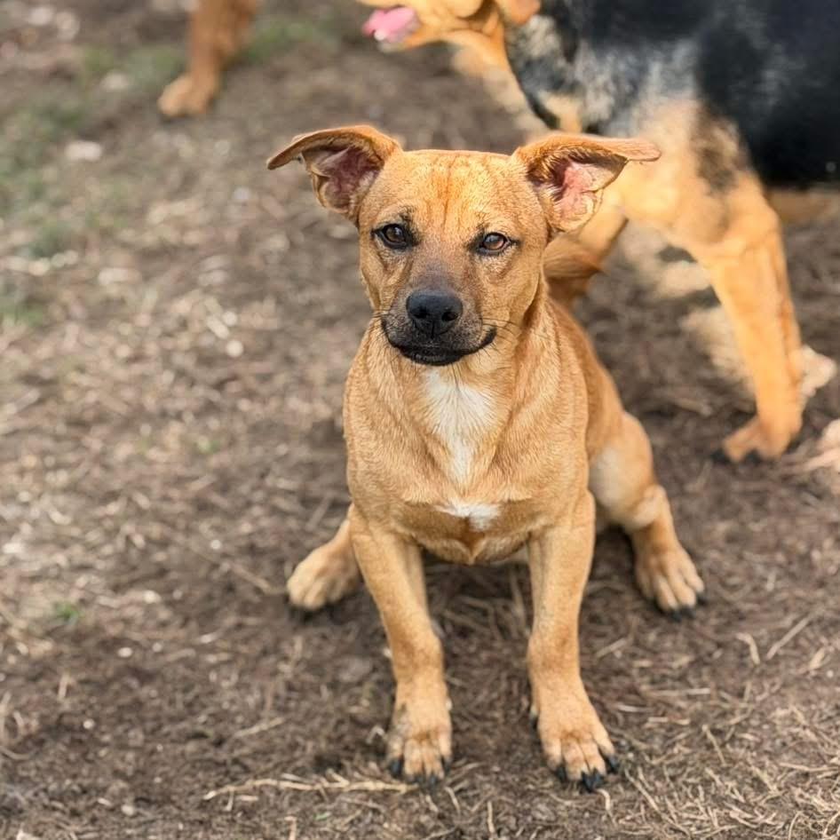 Emmett and emmi, ADOPTABLE, Puppy Female Chiweenie.
