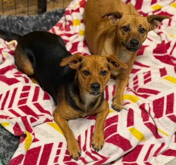 Enlarge Emmett and emmi, a ADOPTABLE Chiweenie in Lutz, FL image 2/4