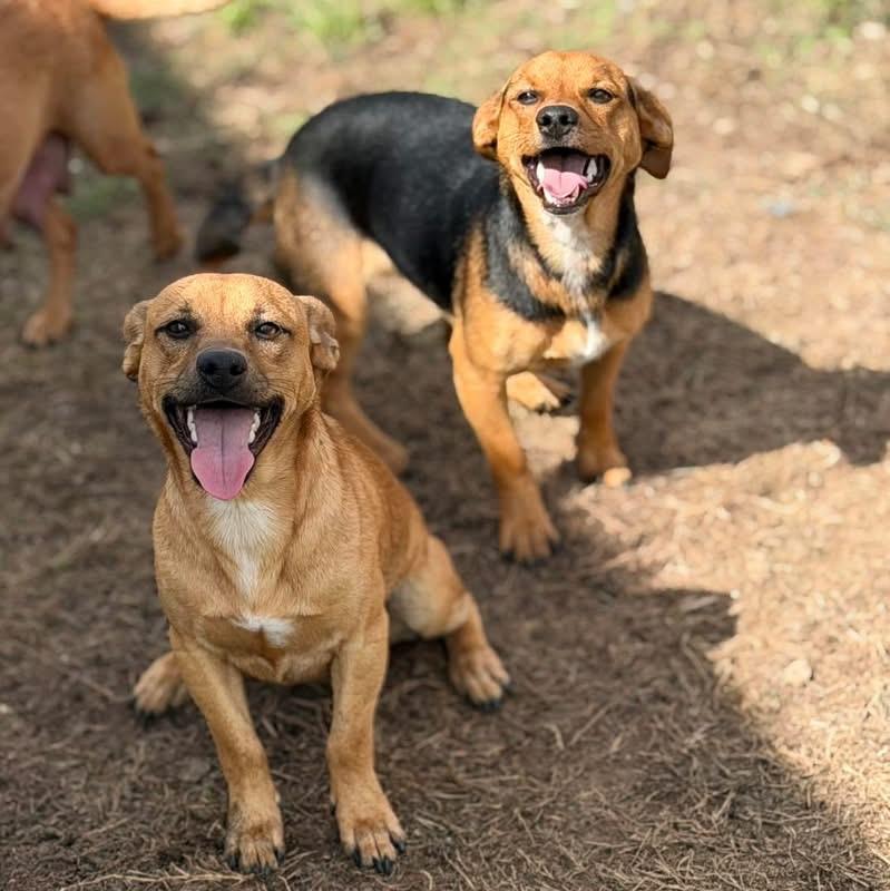 Enlarge Emmett and emmi, a ADOPTABLE Chiweenie in Lutz, FL image 3/4