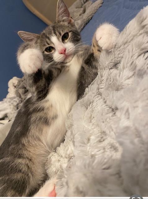 Enlarge Willow, a ADOPTABLE Domestic Short Hair in Philadelphia, PA image 1/3