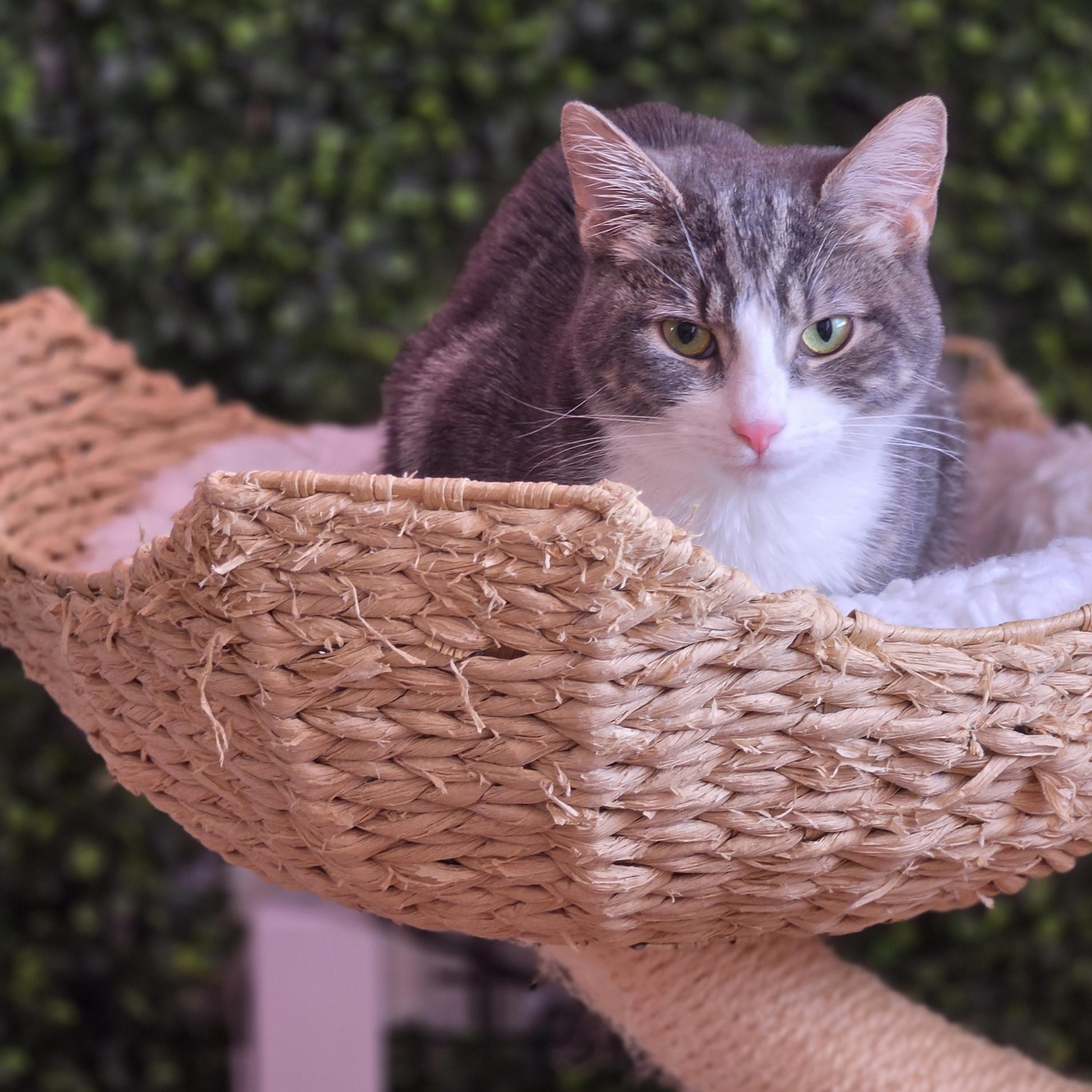 Willow, ADOPTABLE, Young Female Domestic Short Hair.