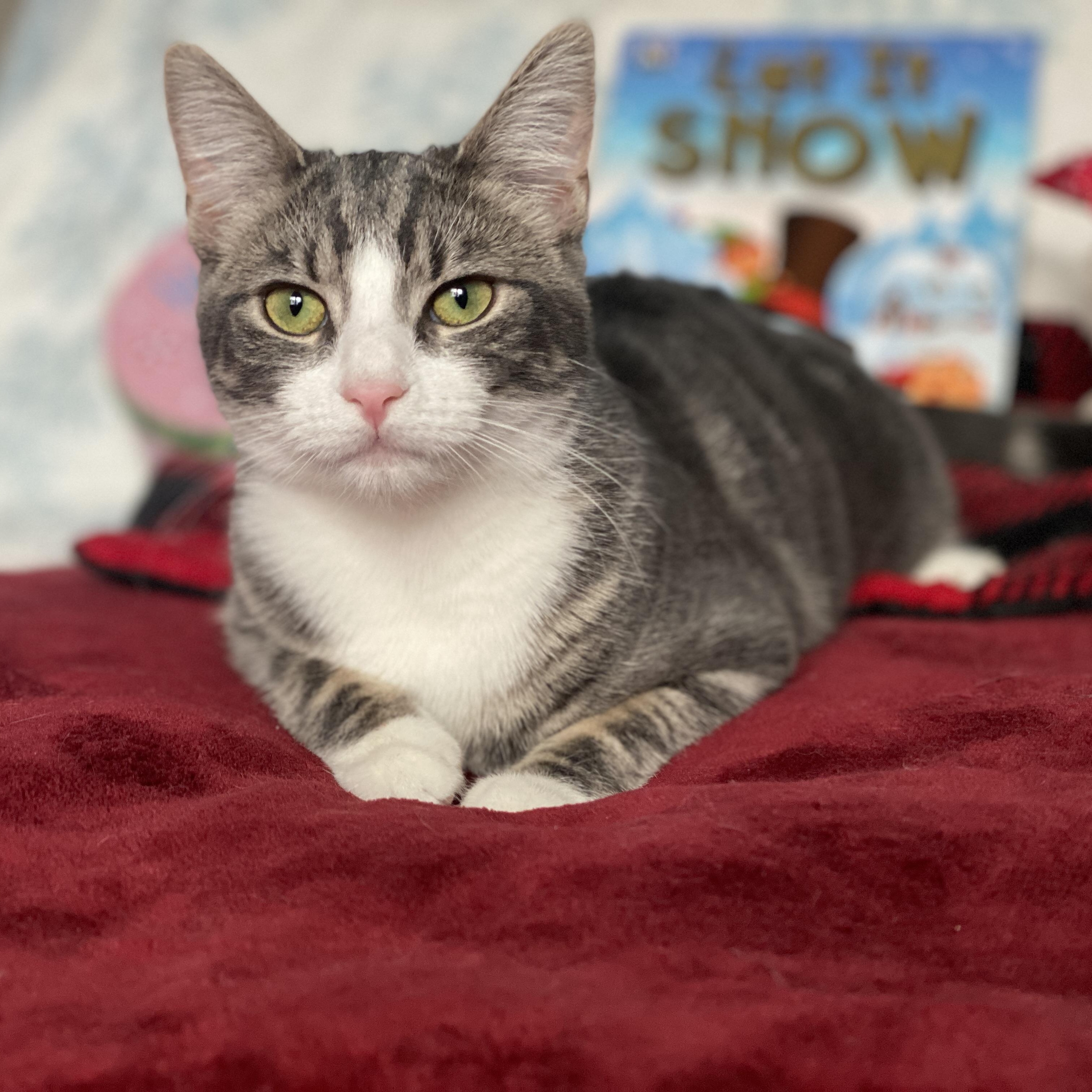 Willow, ADOPTABLE, Kitten Female Domestic Short Hair.