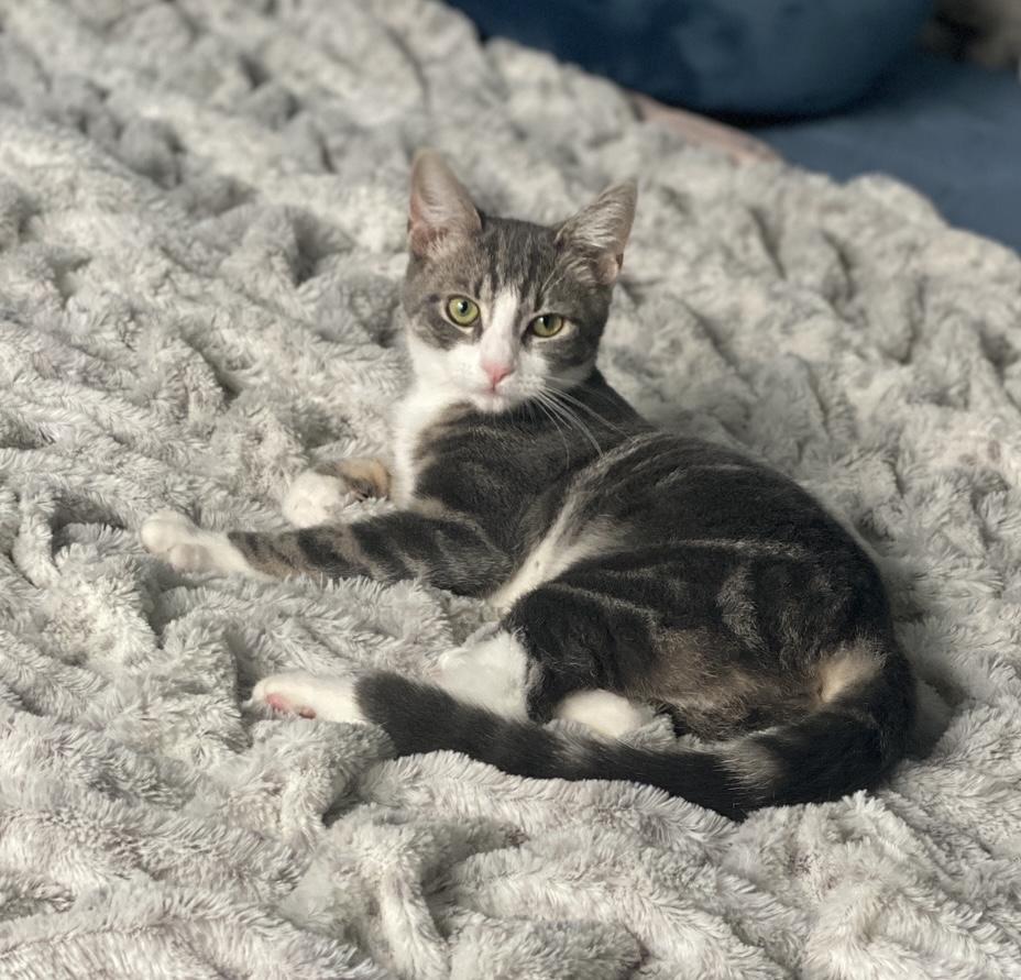 Enlarge Willow, a ADOPTABLE Domestic Short Hair in Philadelphia, PA image 2/3