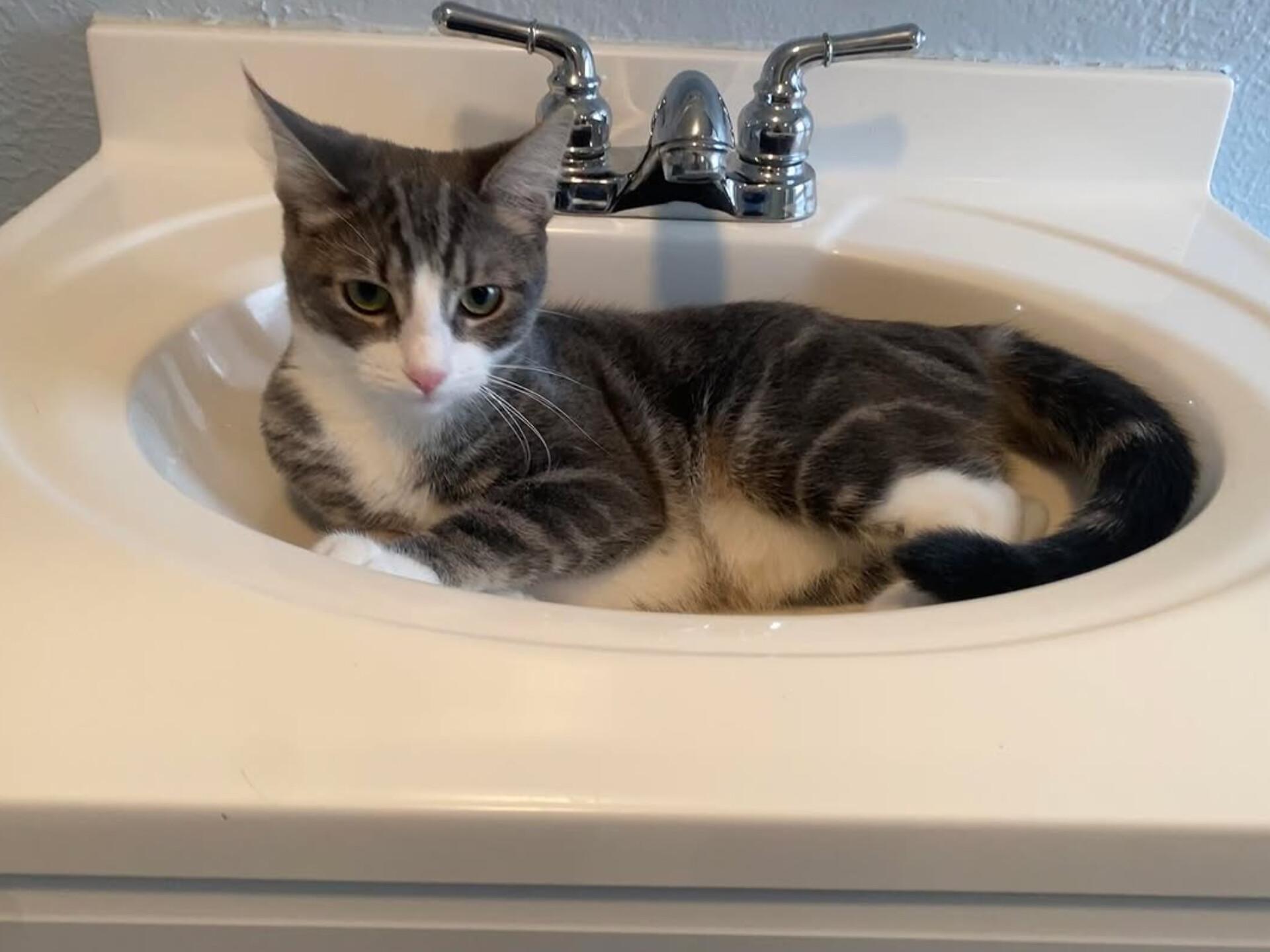 Enlarge Willow, a ADOPTABLE Domestic Short Hair in Philadelphia, PA image 3/3