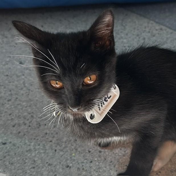 Enlarge Mel - Cute Little Guy, a Adoptable Tuxedo in Hoquiam, WA image 4/6