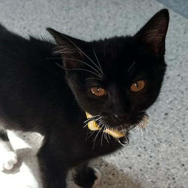 Enlarge Mel - Cute Little Guy, a Adoptable Tuxedo in Hoquiam, WA image 3/6