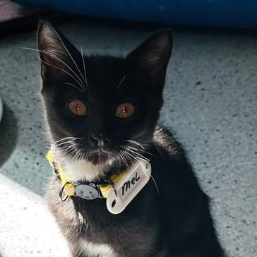 Enlarge Mel - Cute Little Guy, a Adoptable Tuxedo in Hoquiam, WA image 1/6