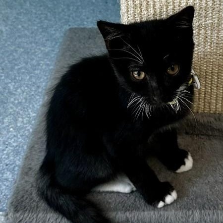 Enlarge Mel - Cute Little Guy, a Adoptable Tuxedo in Hoquiam, WA image 2/6