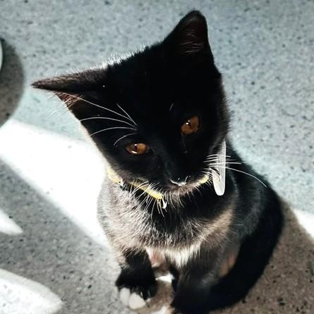 Enlarge Mel - Cute Little Guy, a Adoptable Tuxedo in Hoquiam, WA image 6/6