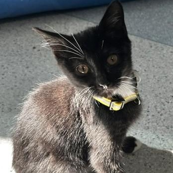 Enlarge Mel - Cute Little Guy, a Adoptable Tuxedo in Hoquiam, WA image 5/6