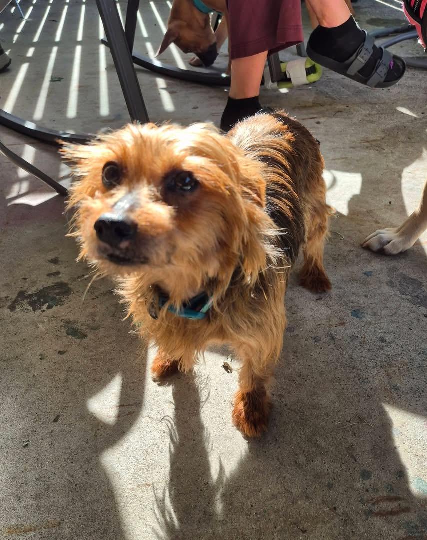 Enlarge Pixie Pie, a Adoptable mixed breed in East Lansing, MI image 2/6