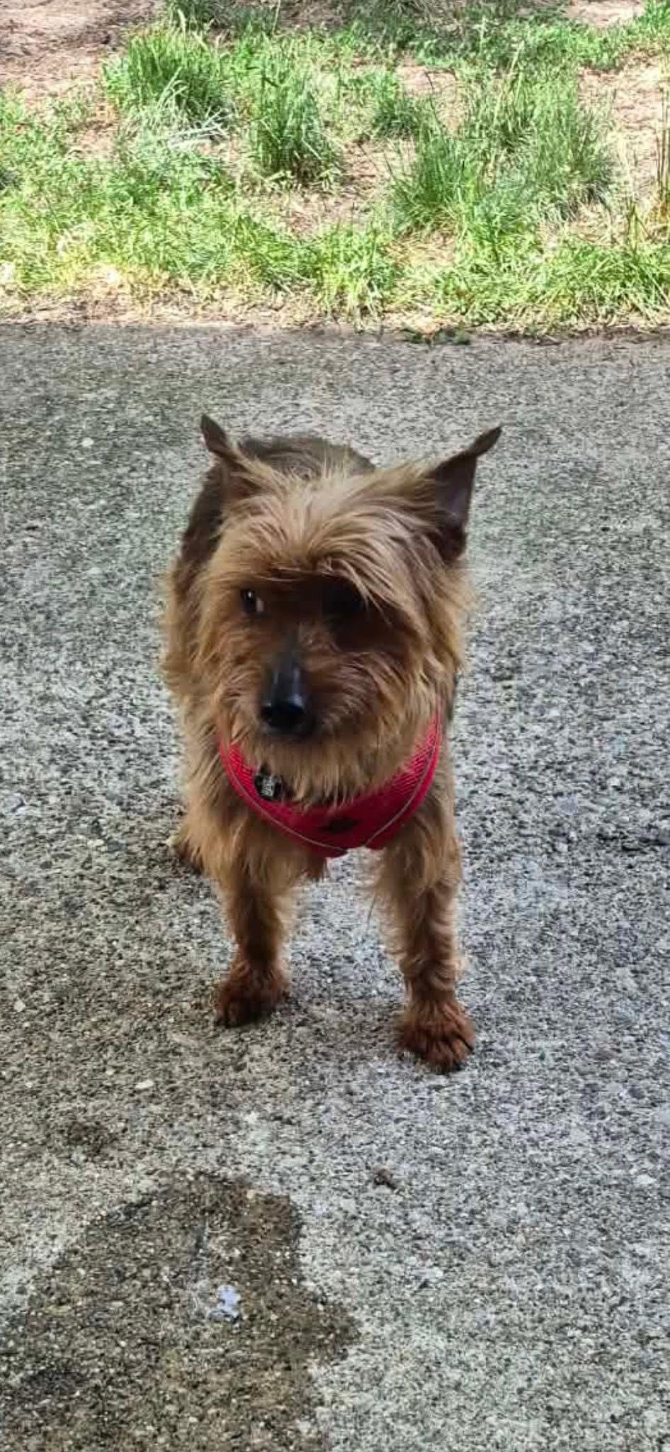 Enlarge Pixie Pie, a Adoptable mixed breed in East Lansing, MI image 6/6