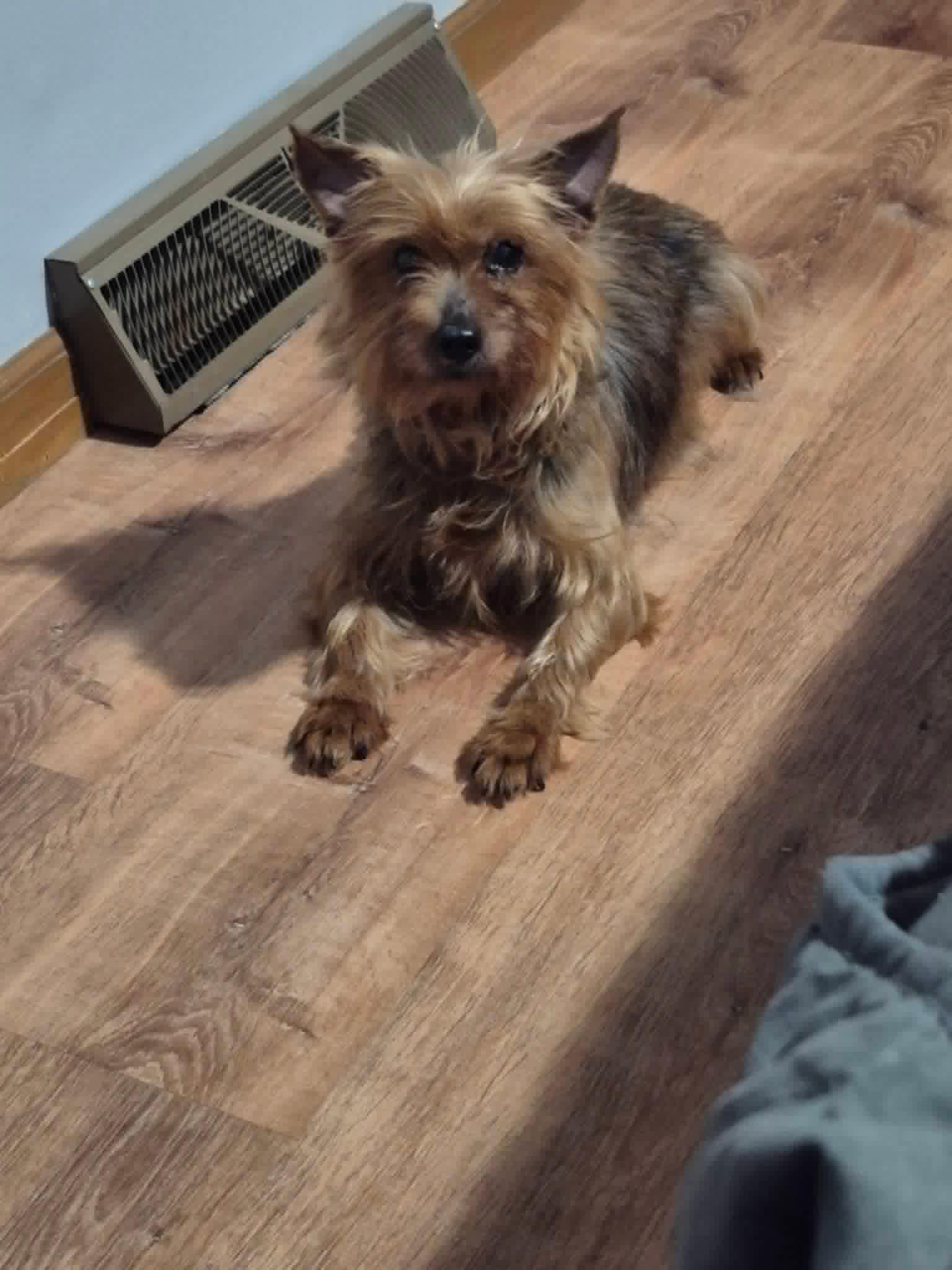 Enlarge Pixie Pie, a Adoptable mixed breed in East Lansing, MI image 5/6