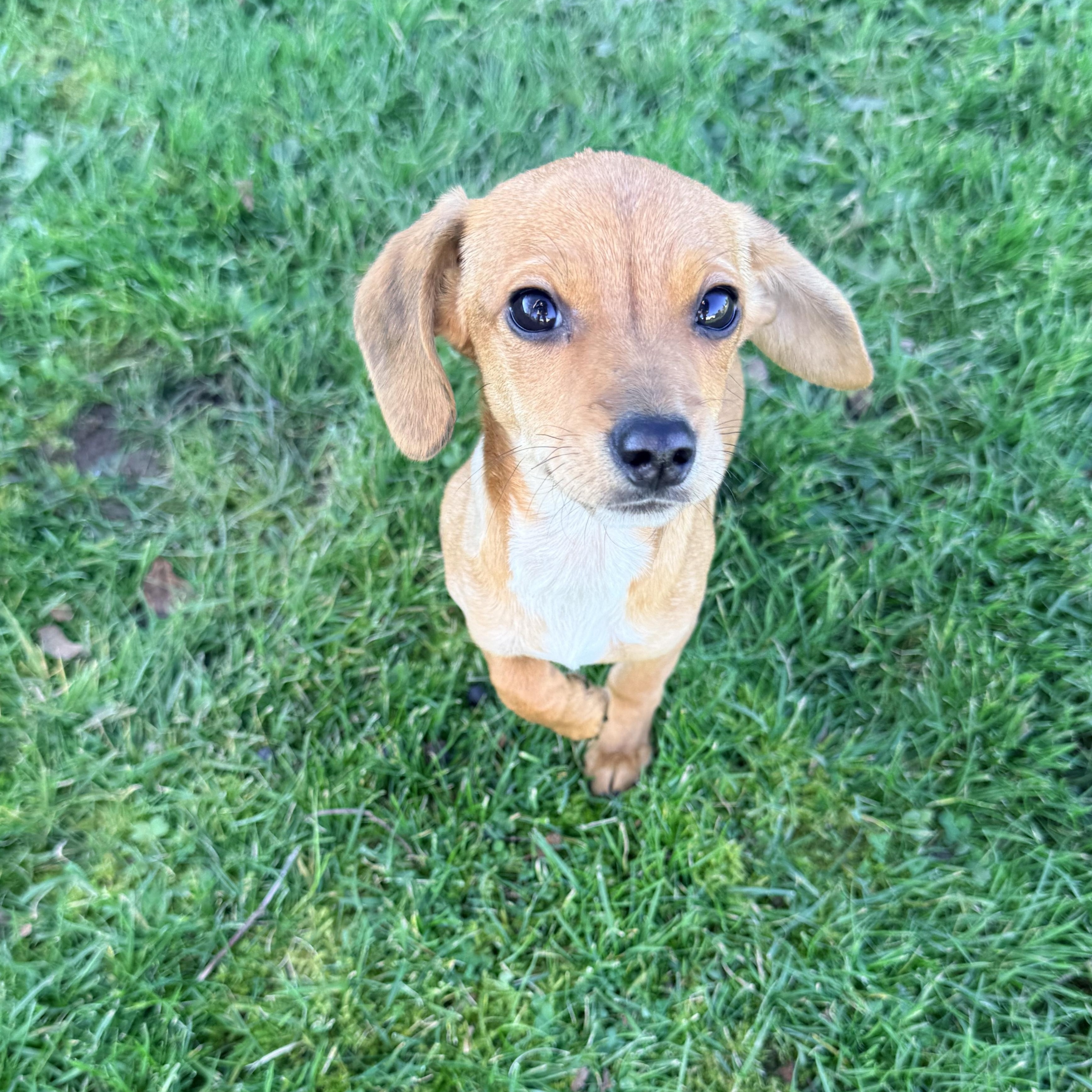 Bean, ADOPTABLE, Puppy Male Chiweenie.