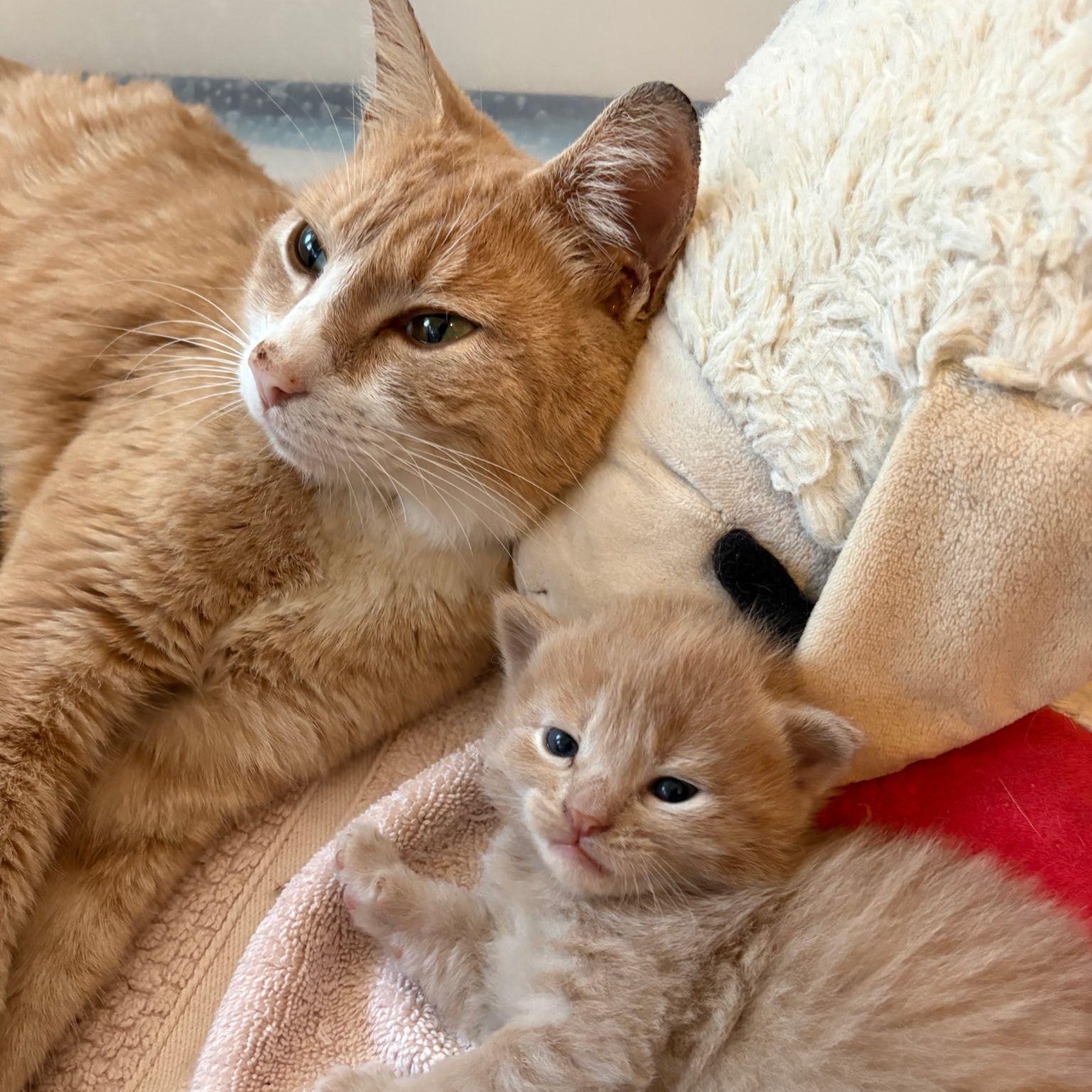 Enlarge Louisiana, a ADOPTABLE Domestic Short Hair in Montclair, NJ image 3/4